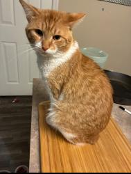Lost Male Cat last seen Near Nicolasville Rd and Rojay Dr., Lexington, KY 40503