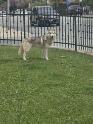 Found/Stray Male Dog last seen blewett street , San Gabriel, CA 91776