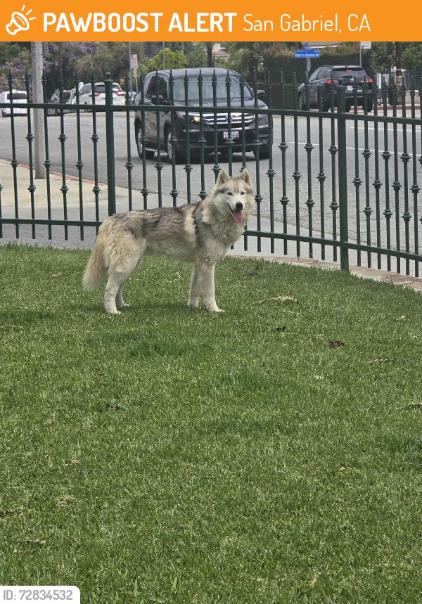 Found/Stray Male Dog last seen blewett street , San Gabriel, CA 91776