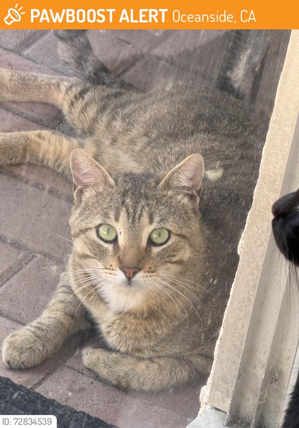Found/Stray Male Cat last seen Surrey, Oceanside, CA 92057