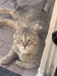 Found/Stray Male Cat last seen Surrey, Oceanside, CA 92057