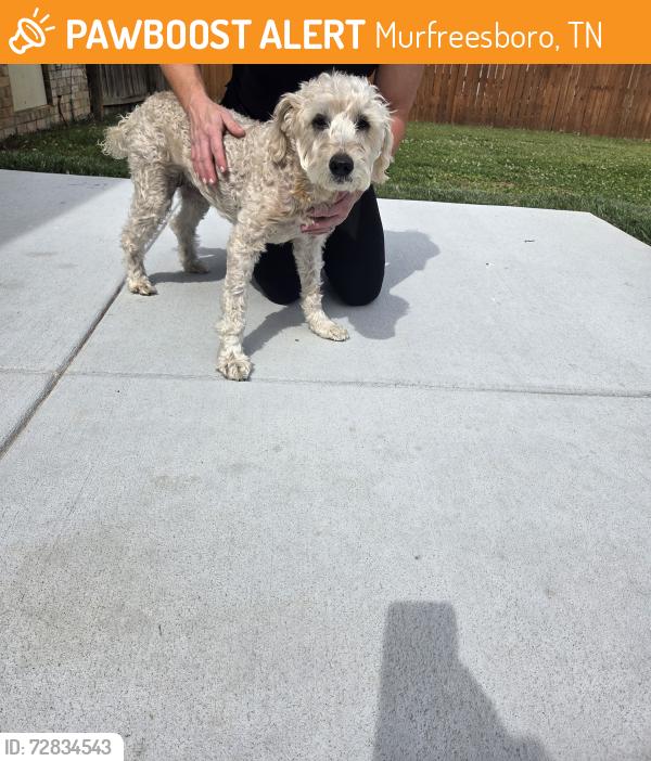 Found/Stray Female Dog last seen Avon street, Murfreesboro, TN 37129