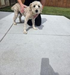 Found/Stray Female Dog last seen Avon street, Murfreesboro, TN 37129