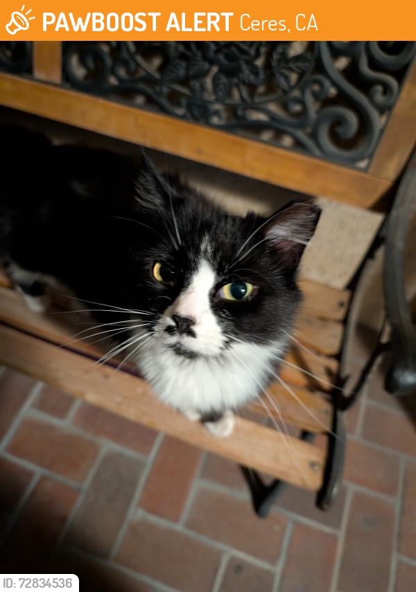 Found/Stray Female Cat last seen Whitmore and Louise AVE Ceres 95307, Ceres, CA 95307