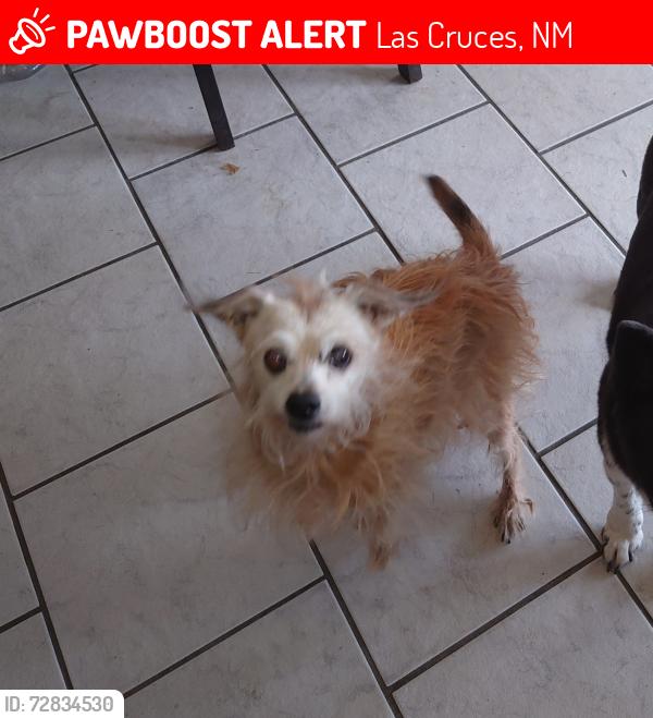 Lost Male Dog last seen Ralph and Montana near Conlee Elementary, Las Cruces, NM 88001