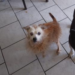 Lost Male Dog last seen Ralph and Montana near Conlee Elementary, Las Cruces, NM 88001