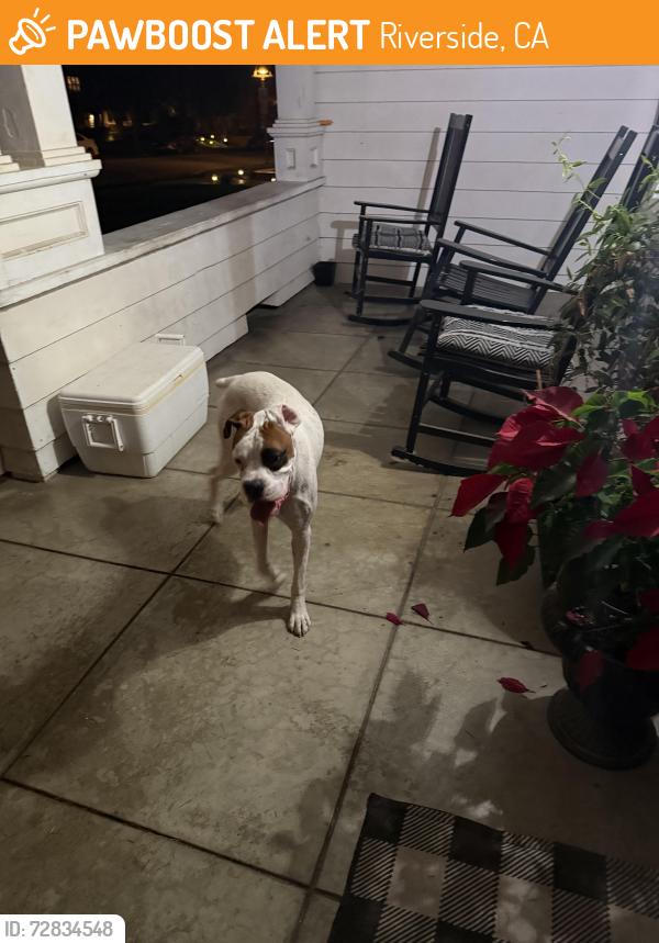 Found/Stray Male Dog last seen Redwood and 6th, Riverside, CA 92501