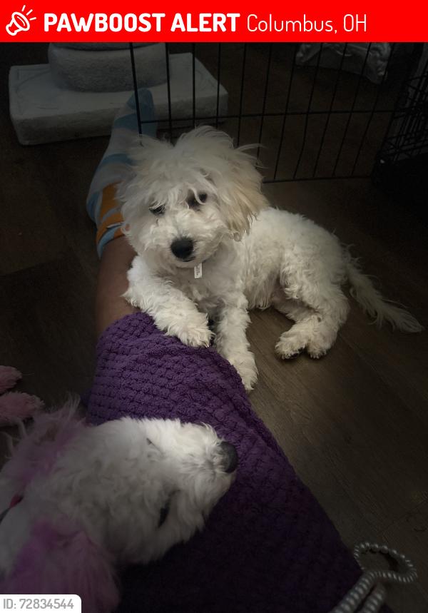 Lost Male Dog last seen Stewart and scooter, Columbus, OH 43206