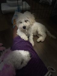 Lost Male Dog last seen Stewart and scooter, Columbus, OH 43206