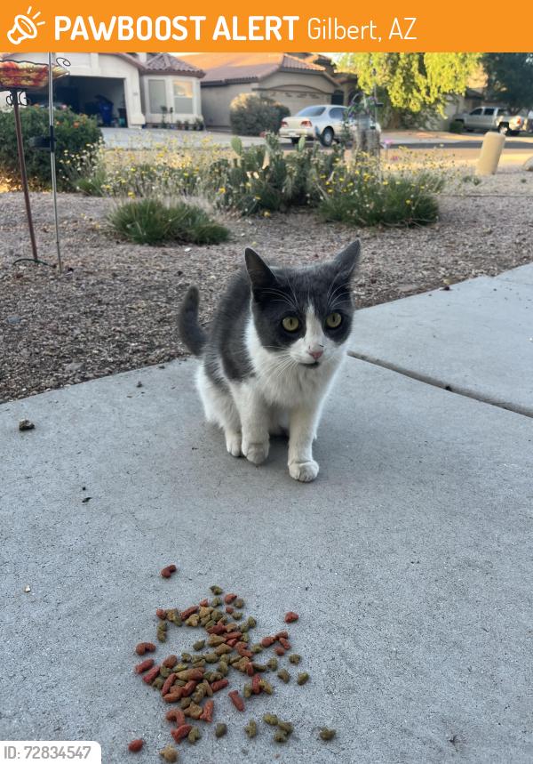 Found/Stray Unknown Cat last seen Warner and Lindsay , Gilbert, AZ 85296