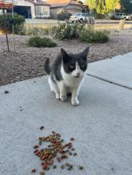 Found/Stray Unknown Cat last seen Warner and Lindsay , Gilbert, AZ 85296