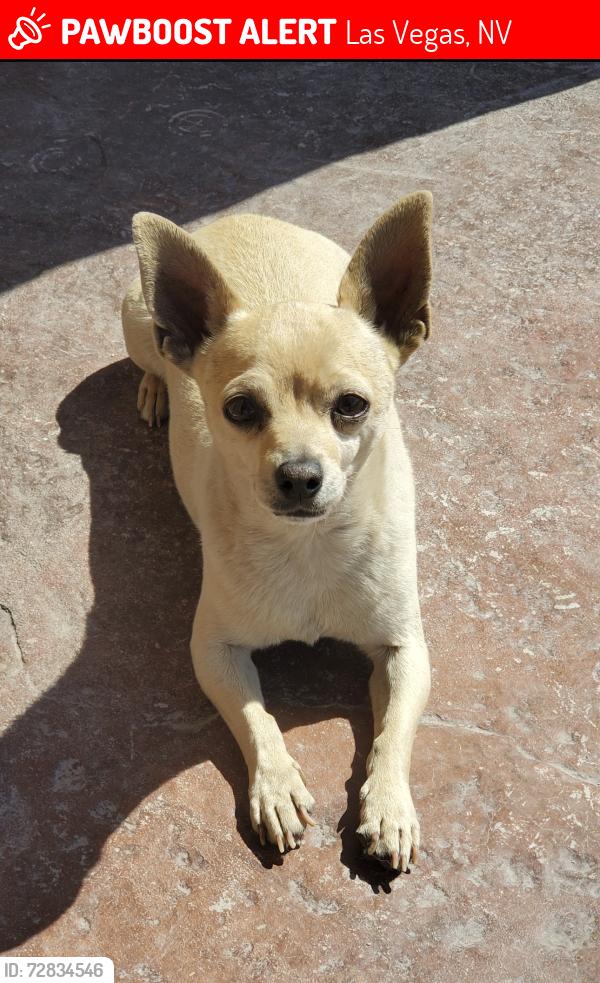 Lost Male Dog last seen S Denning St & E Hacienda Ave, Las Vegas, NV 89122
