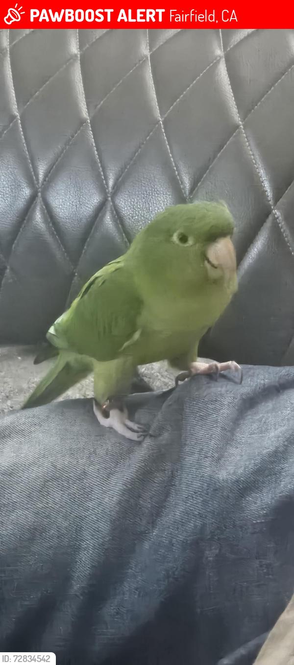 Lost Unknown Bird last seen Travis Blvd, Fairfield, CA 94533