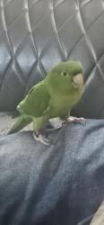 Lost Unknown Bird last seen Travis Blvd, Fairfield, CA 94533