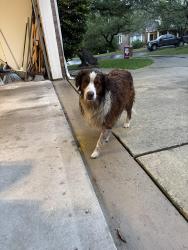 Found/Stray Male Dog last seen Fair Oaks Ranch, Fair Oaks Ranch, TX 78015