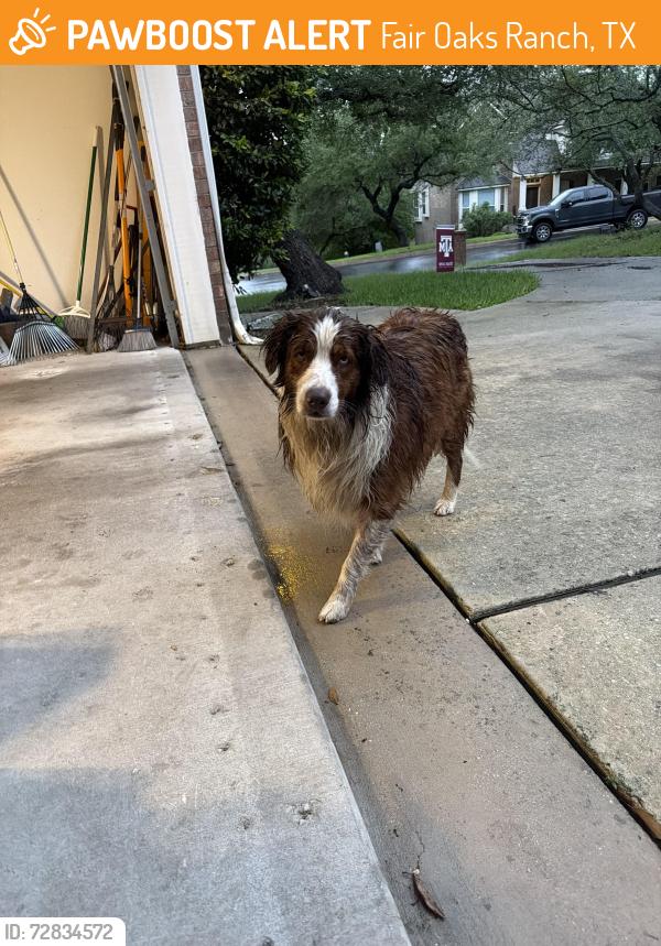 Found/Stray Male Dog last seen Fair Oaks Ranch, Fair Oaks Ranch, TX 78015