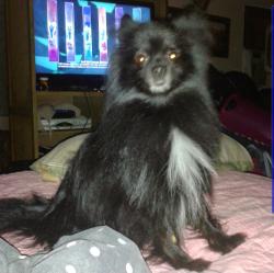 Lost Male Dog last seen Silvermoon drive in, Lakeland, FL 33803