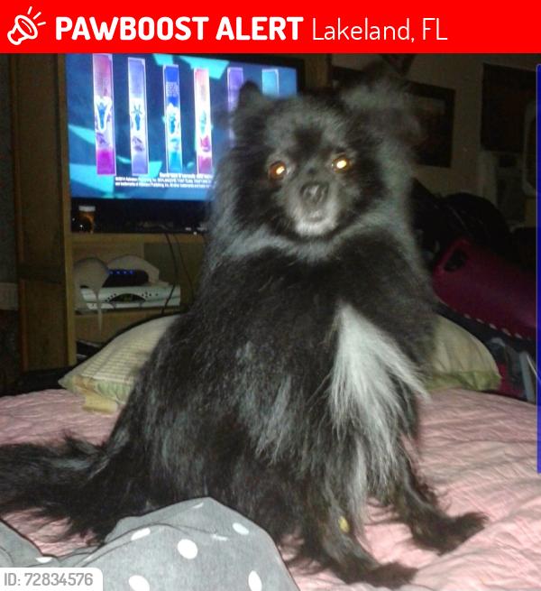 Lost Male Dog last seen Silvermoon drive in, Lakeland, FL 33803