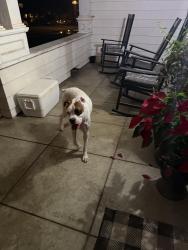 Found/Stray Male Dog last seen My rubidox dr and 6th, Riverside, CA 92501