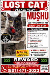 Lost Female Cat last seen Lehi , Lehi, UT 84043