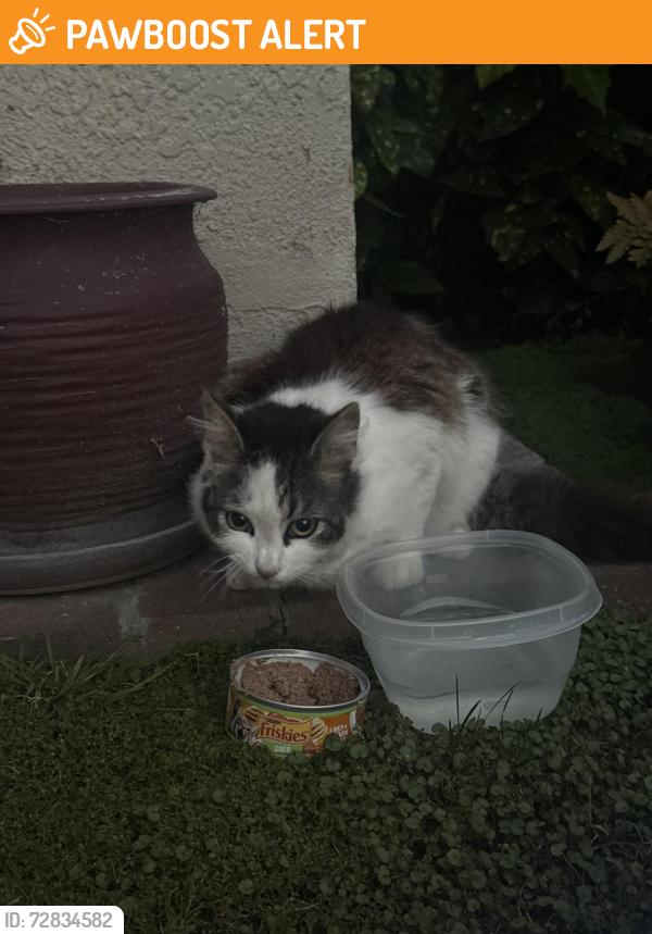 Found/Stray Unknown Cat last seen Slater and Goldenwest, Huntington Beach, CA 92647
