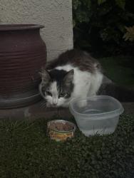 Found/Stray Unknown Cat last seen Slater and Goldenwest, Huntington Beach, CA 92647