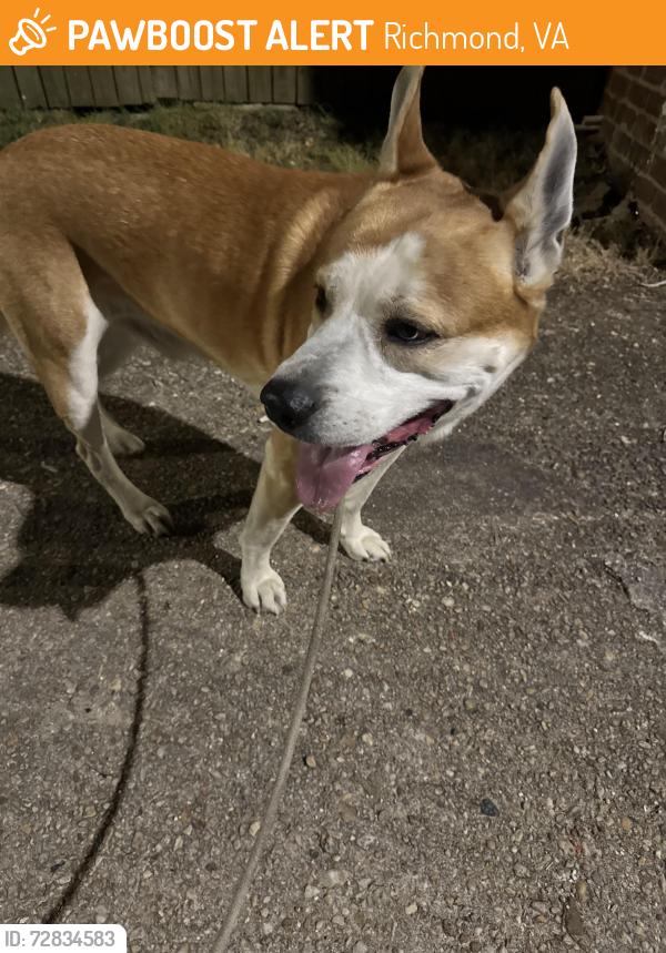 Found/Stray Male Dog last seen Chimborazo park, Richmond, VA 23223