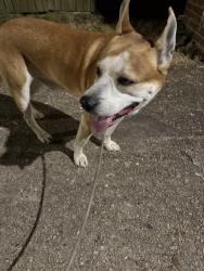 Found/Stray Male Dog last seen Chimborazo park, Richmond, VA 23223