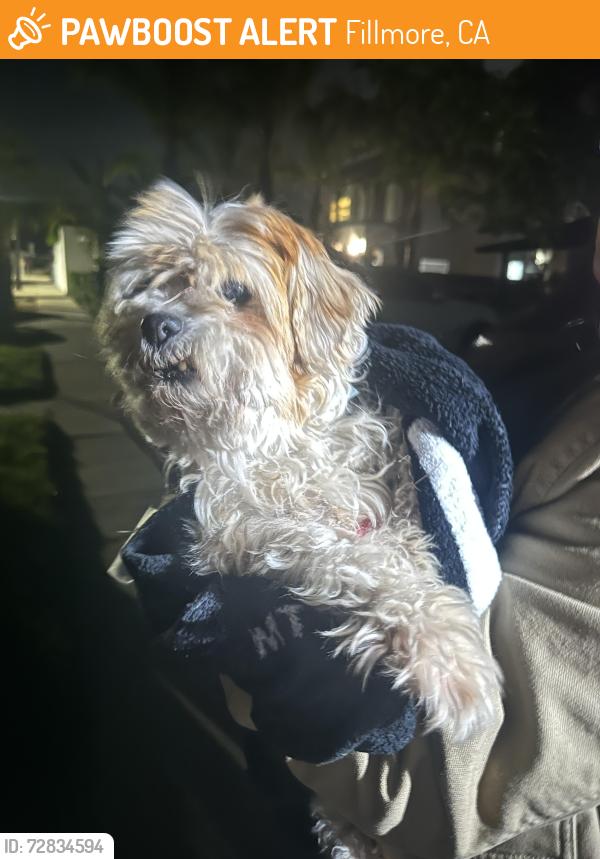 Found/Stray Unknown Dog last seen Central, Fillmore, CA 93015