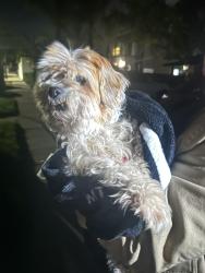 Found/Stray Unknown Dog last seen Central, Fillmore, CA 93015