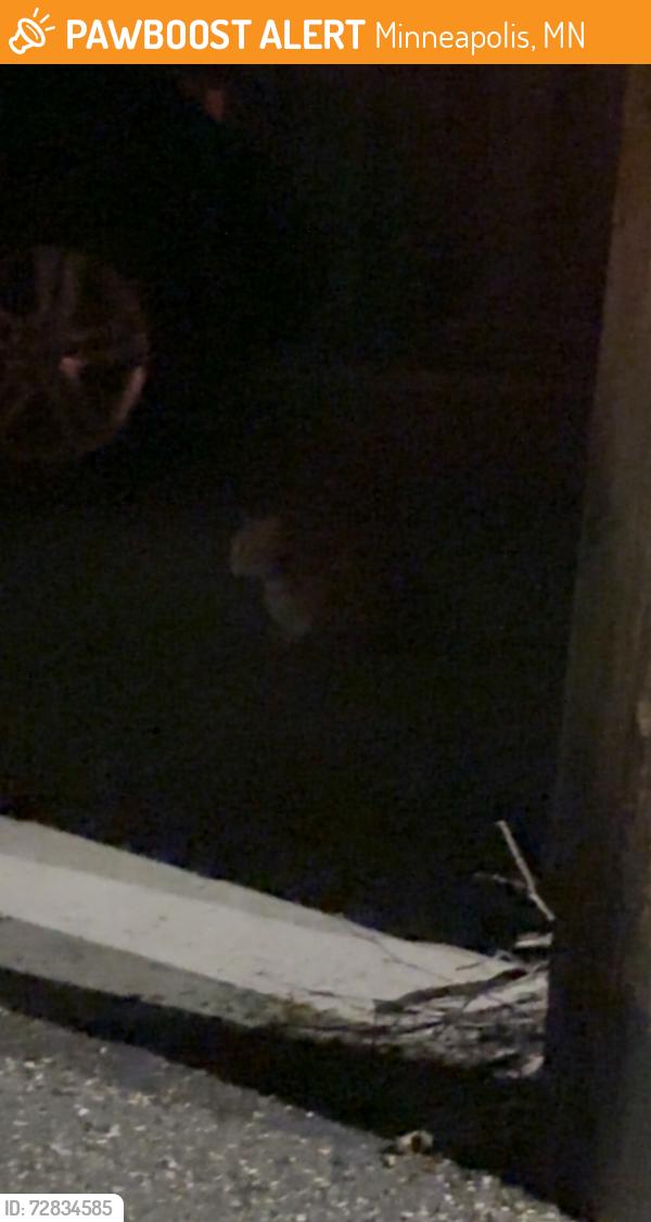 Found/Stray Unknown Cat last seen Emerson and West 22, Minneapolis, MN 55405