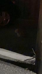 Found/Stray Unknown Cat last seen Emerson and West 22, Minneapolis, MN 55405