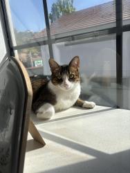 Lost Male Cat last seen San Juan Capistrano , San Juan Capistrano, CA 92675