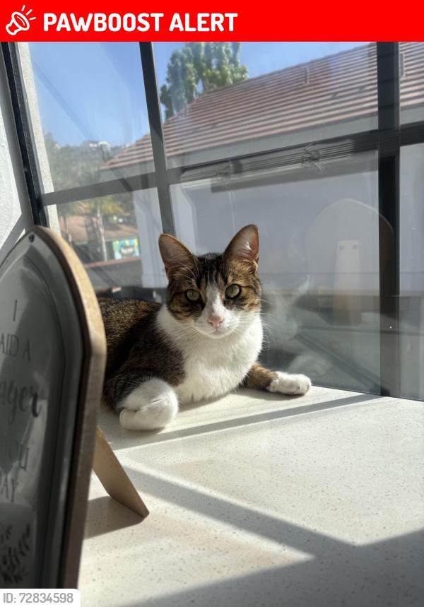 Lost Male Cat last seen San Juan Capistrano , San Juan Capistrano, CA 92675