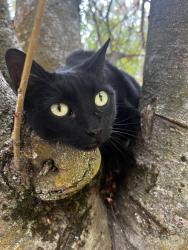 Lost Female Cat last seen 16th and Sullivan , Spokane Valley, WA 99037