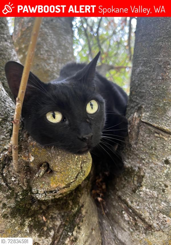Lost Female Cat last seen 16th and Sullivan, Spokane Valley, WA 99037