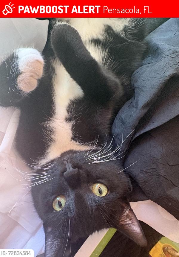 Lost Female Cat last seen n palafox st, Pensacola, FL 32514