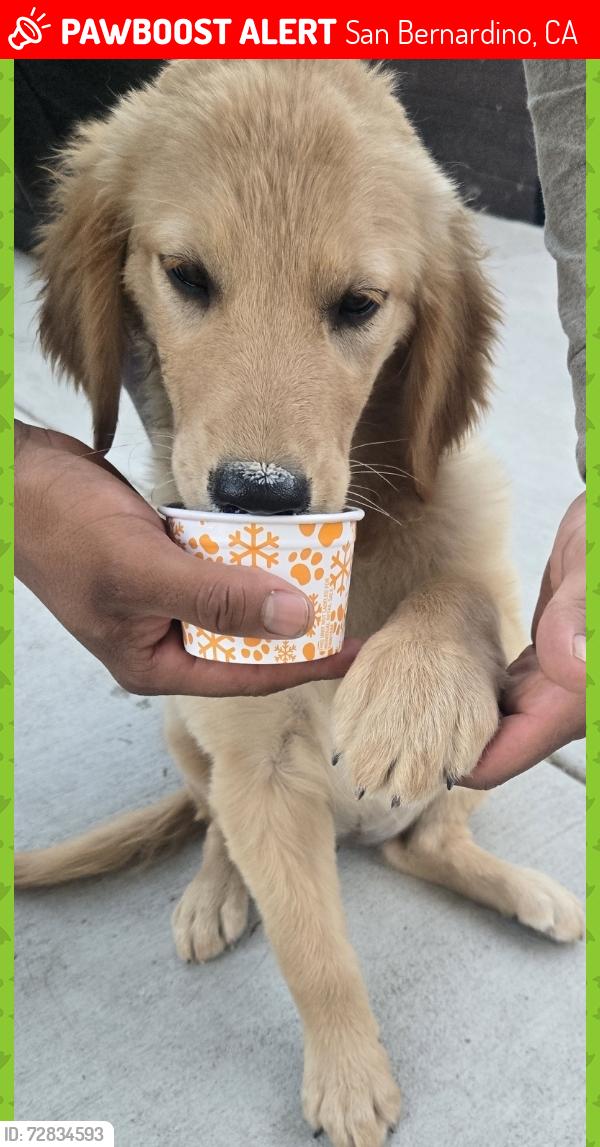 Lost Female Dog last seen 7th st y Roberds san Bernardino, San Bernardino, CA 92410