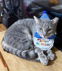 Lost Male Cat last seen Stadium Armory , Washington, DC 20003