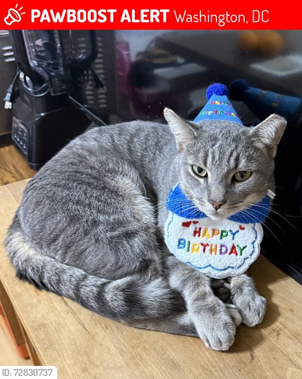 Lost Male Cat last seen Stadium Armory , Washington, DC 20003