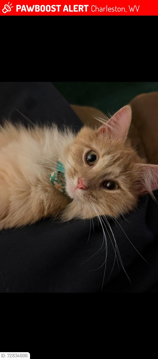 Lost Female Cat last seen Near Sissonville Dr Charleston, WV  25387 United States, Charleston, WV 25387
