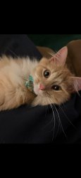 Lost Female Cat last seen Near Sissonville Dr Charleston, WV  25387 United States, Charleston, WV 25387
