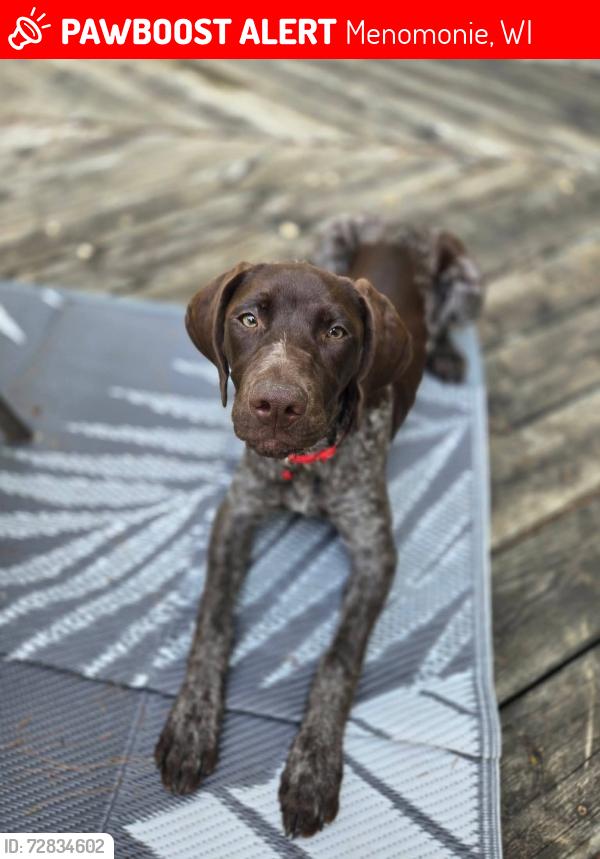 Lost Female Dog last seen Whisper Court and 550th , Menomonie, WI 54751