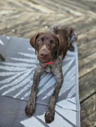 Lost Female Dog last seen Whisper Court and 550th , Menomonie, WI 54751