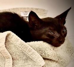 Shelter Stray Male Cat last seen Near Northeast Expy NE, Atlanta, GA 30345, 30345, GA, Atlanta, GA 30341