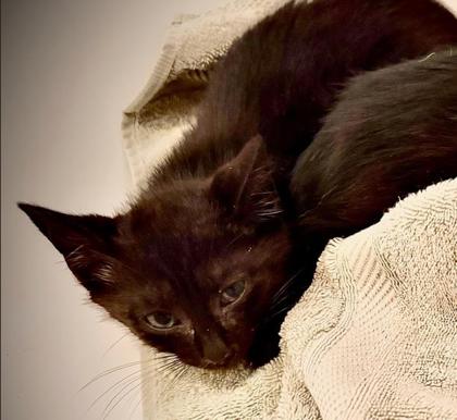 Shelter Stray Male Cat last seen Near Northeast Expy NE, Atlanta, GA 30345, 30345, GA, Atlanta, GA 30341
