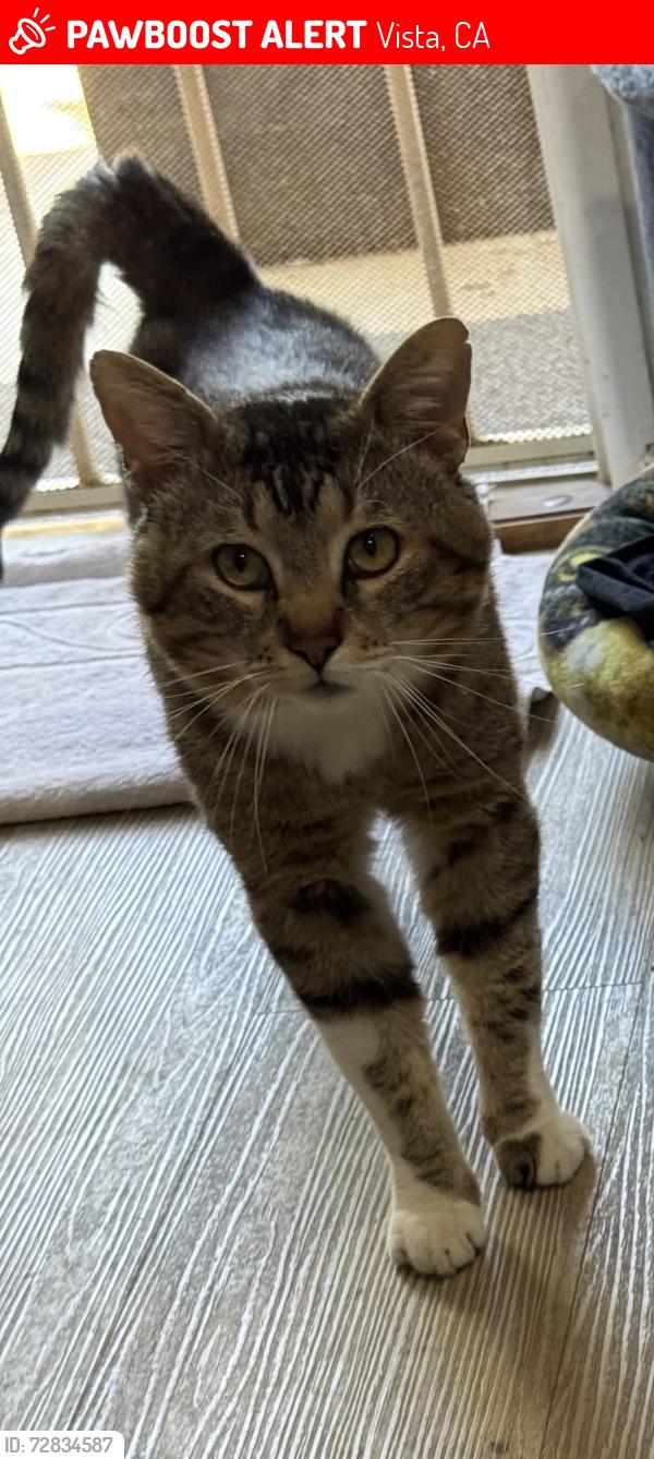 Lost Male Cat last seen Shadow Ridge Dr and Redwood crst, Vista, CA 92081
