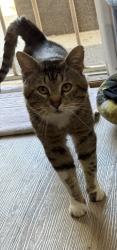 Lost Male Cat last seen Shadow Ridge Dr and Redwood crst, Vista, CA 92081
