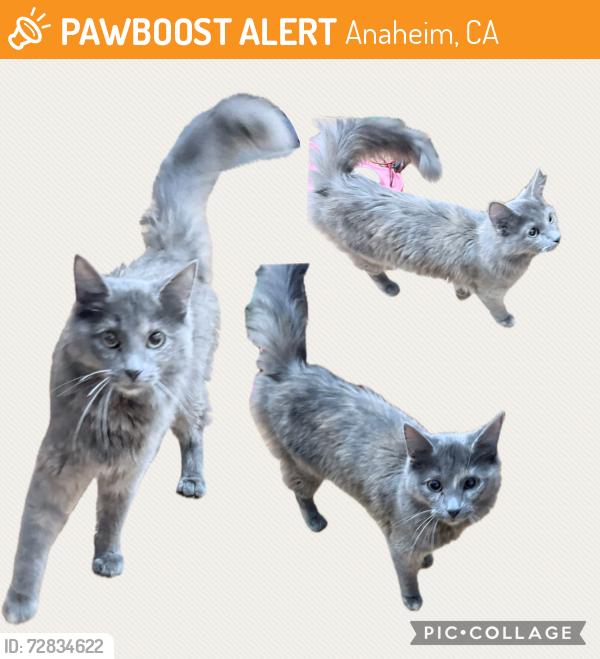 Found/Stray Unknown Cat last seen Falmouth Ave. and La Palma, Anaheim, CA 92801