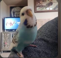 Lost Female Bird last seen Prosper and Truxel Rd., Sacramento, CA 95834